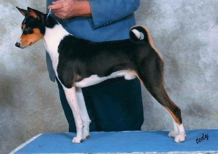 DC Can CH Baraka Jumoke Storm Tracker SC FCh